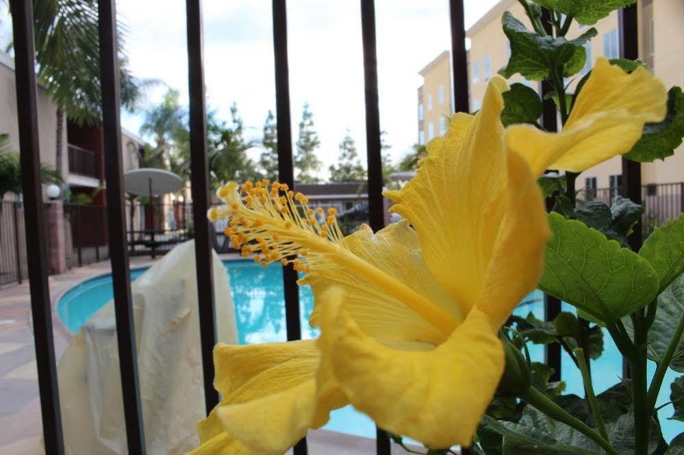 Budget Inn Anaheim Near Disneyland Drive Εξωτερικό φωτογραφία